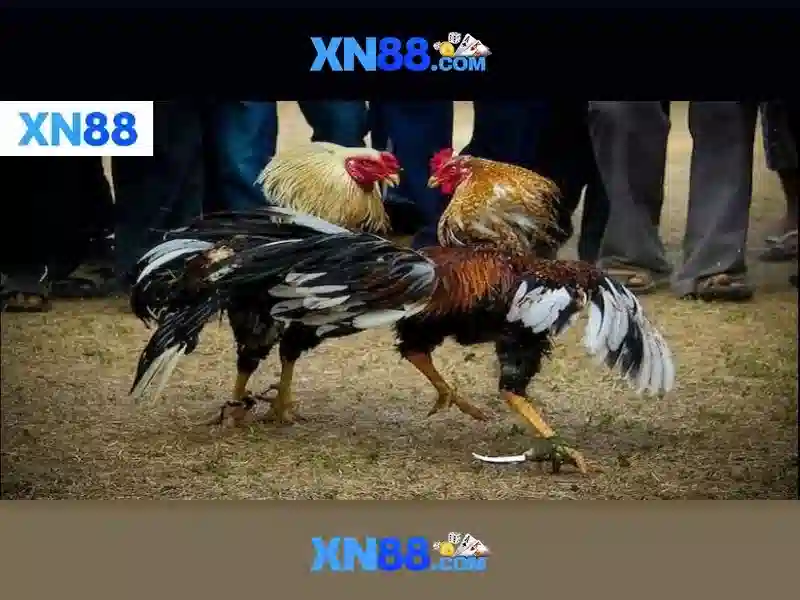 💎xn88 angry bird💎