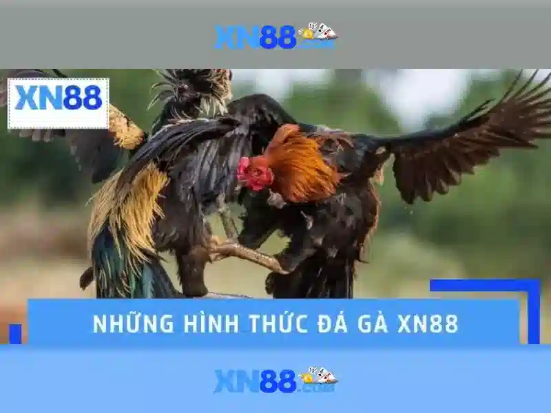 💎lấy mã sin88💎 - điều kiện rút tiền sin88 - trang chu sin88