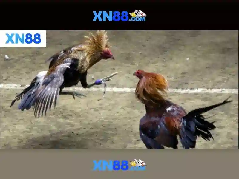 💎888 slot herbal tea ingredients💎