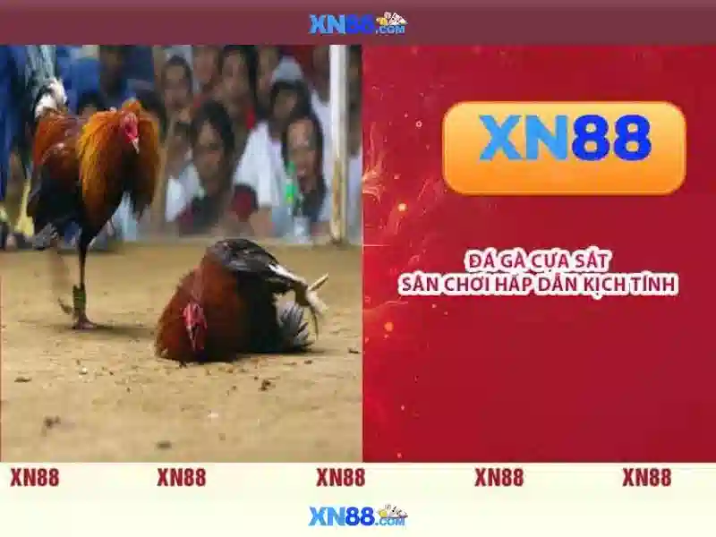 💎sv88 đá gà trực tiếp💎 - đá gà sv88 - lodephomnay sv88