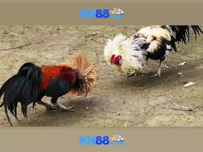 💎song bạc ma cao💎