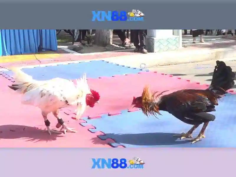 💎keo nha cai bio💎