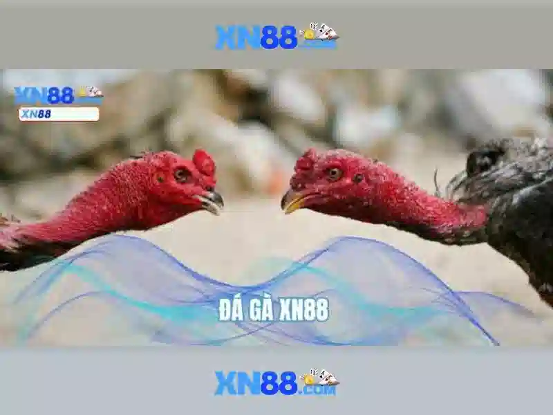 💎soi cau vua nha cai💎