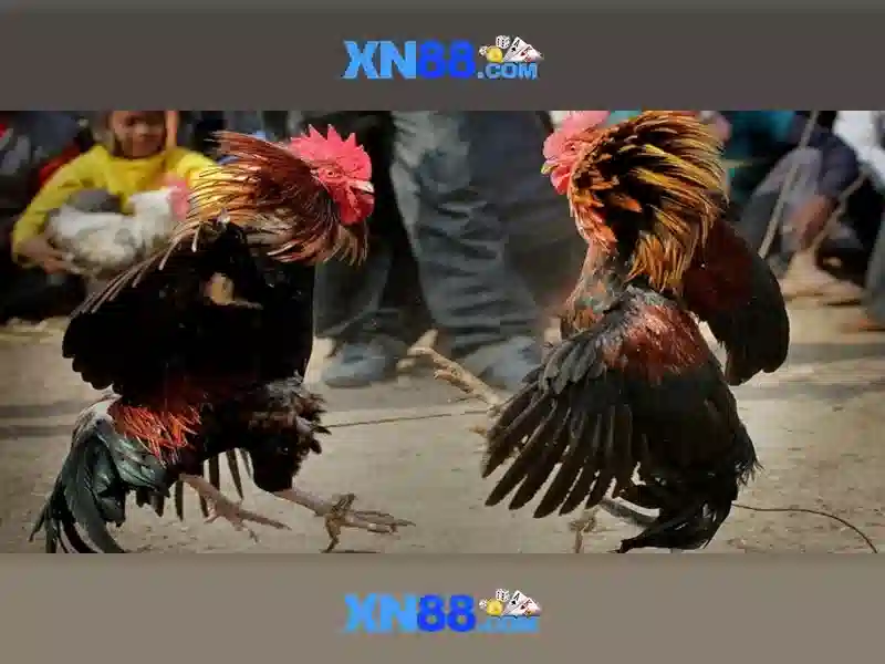 💎free hb88 game💎