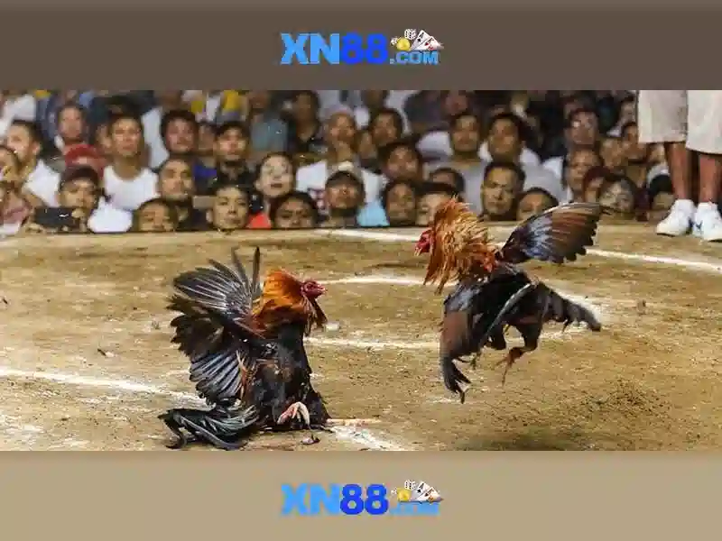 💎keo nha cai c1💎