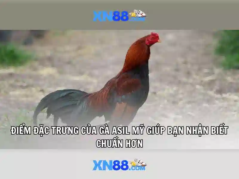 💎hùng cả cuộc sống châu phi💎