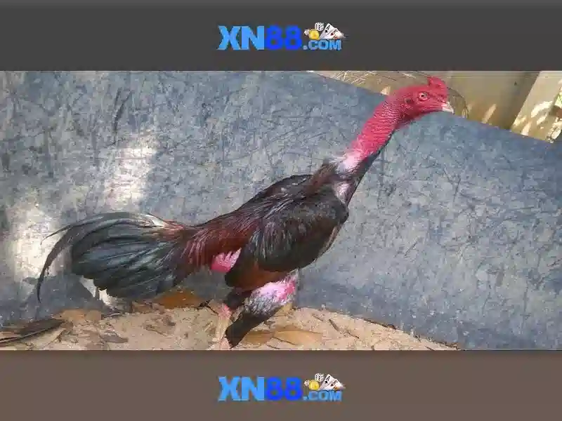 💎xn88 logo png💎