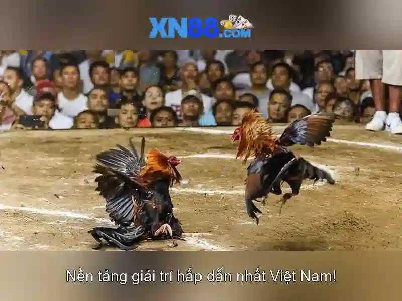💎ty lê ca cược💎