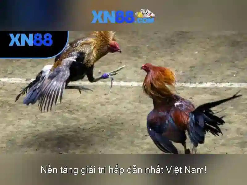 💎nguyên nhân đánh bạc💎