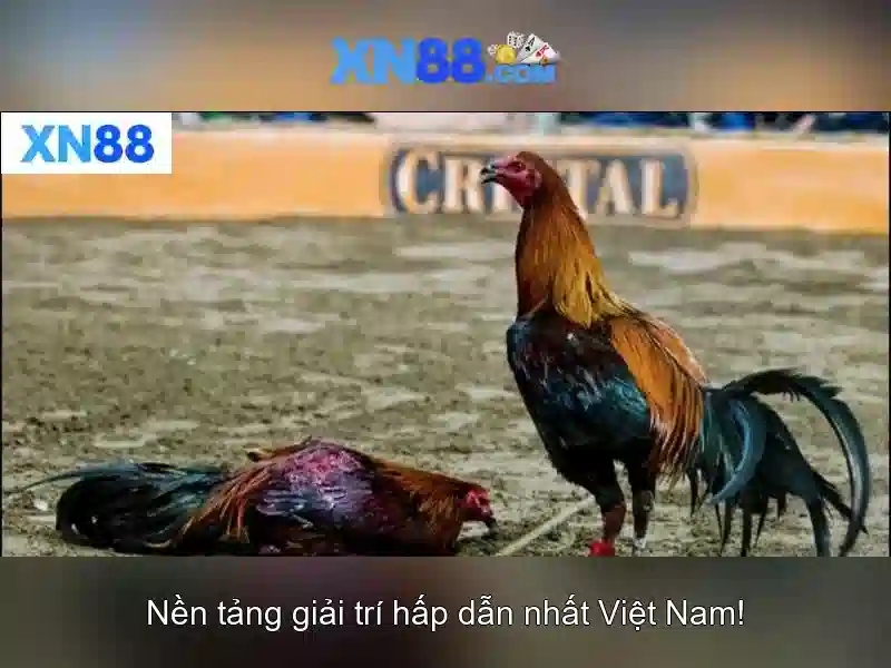 💎nhà cái yu tin💎