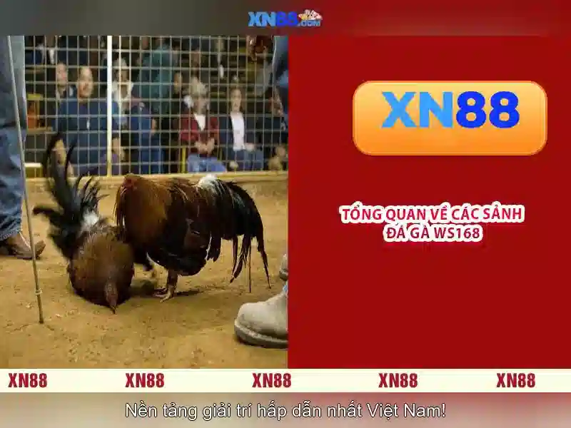 💎keo nhà cai vn88💎